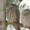 Pustik belavy - Strix uralensis - Ural Owl 8634